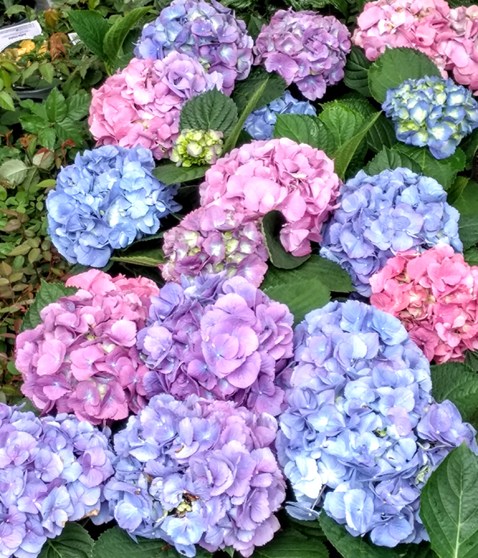 Tips For Growing Bigleaf Hydrangeas - The Post-Searchlight | The Post ...